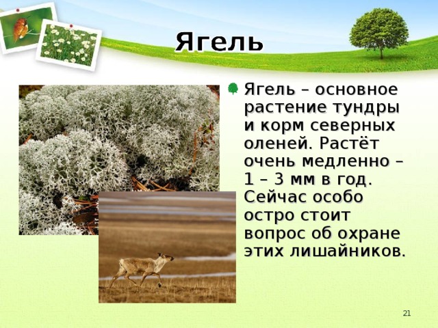 Ягель – основное растение тундры и корм северных оленей. Растёт очень медленно – 1 – 3 мм в год. Сейчас особо остро стоит вопрос об охране этих лишайников. 18 