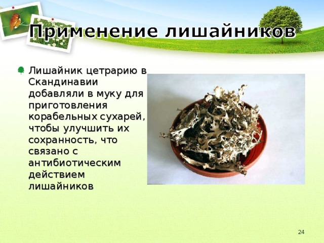 Лишайник цетрарию в Скандинавии добавляли в муку для приготовления корабельных сухарей, чтобы улучшить их сохранность, что связано с антибиотическим действием лишайников 18 