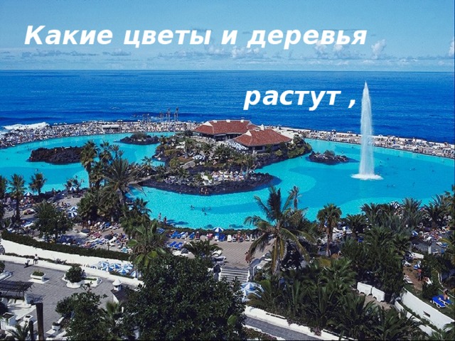 Какие цветы и деревья   растут , 
