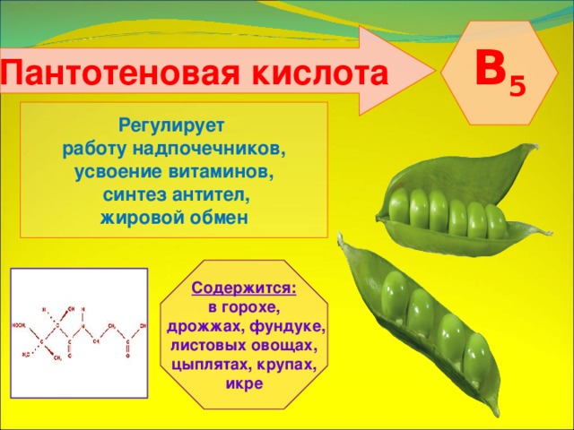  B 5  Пантотеновая кислота  Регулирует работу надпочечников, усвоение витаминов,  синтез антител, жировой обмен Содержится: в горохе,  дрожжах, фундуке, листовых овощах, цыплятах, крупах, икре 