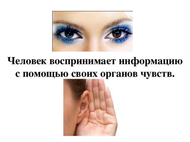 Человек воспринимает информацию с помощью своих органов чувств. 