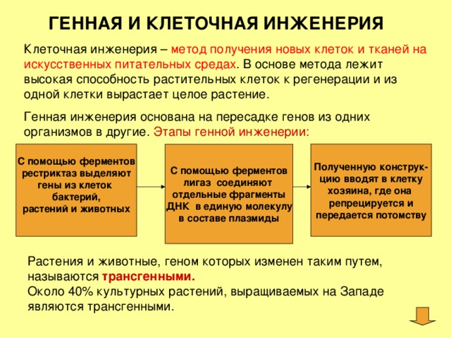 Методы клеточной инженерии в селекции. Методы клеточной инженерии в селекции кратко. Метод селекции клеточная инженерия кратко. Генная и клеточная инженерия кратко конспект 10 класс. Генная и клеточная инженерия.