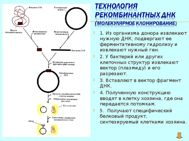 Молекулярное клонирование картинки