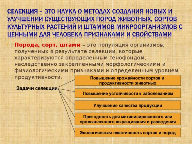 Порода, сорт, штамм – это популяция организмов, полученных в результате селекции, которые характеризуются определенным генофондом, наследственно закрепленными морфологическими и физиологическими признаками и определенным уровнем продуктивности. Повышение урожайности сортов и продуктивности животных Задачи селекции Повышение устойчивости к заболеваниям Улучшение качества продукции Пригодность для механизированного или промышленного выращивания и разведения Экологическая пластичность сортов и пород 