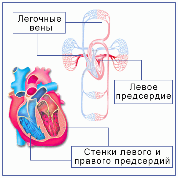 Проект на тему дыхание и кровообращение - 80 фото