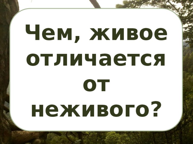 Чем живое отличается от неживого