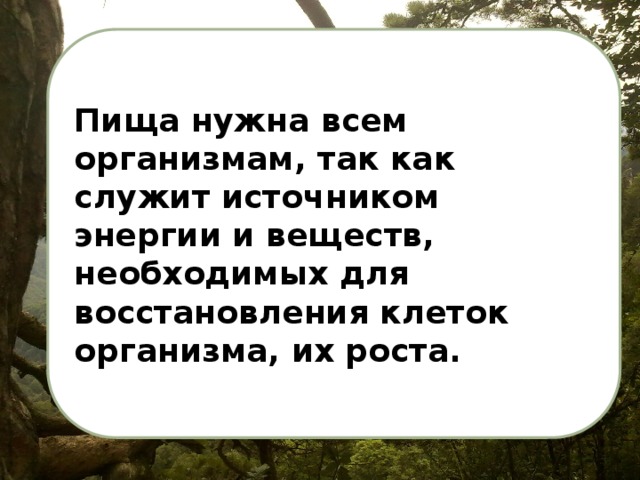 Пища нужна всем организмам, так как служит источником энергии и веществ, необходимых для восстановления клеток организма, их роста. 