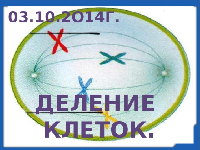 03.10.2о14г. Деление Клеток. 