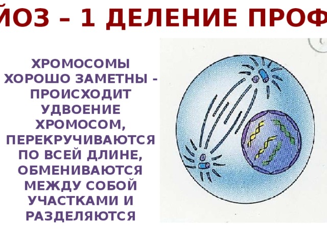 Мейоз – 1 деление профаза Хромосомы хорошо заметны - происходит удвоение хромосом, перекручиваются по всей длине, обмениваются между собой участками и разделяются 