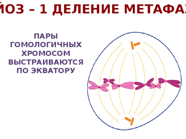 Экватор клетки. Метафаза 2 по экватору. Метафаза 1 гомологичные хромосомы. В профазе мейоза 1 выстраиваются по экватору. Гомологичные хромосомы выстраиваются по экватору.