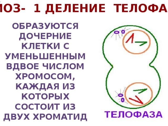 мейоз- 1 деление телофаза Образуются дочерние клетки с уменьшенным вдвое числом хромосом, каждая из которых состоит из двух хроматид 