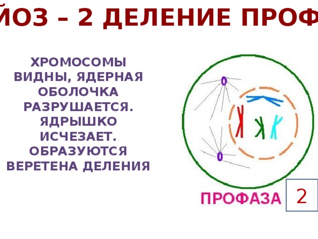 Исчезновение ядерной оболочки разрушение веретена деления