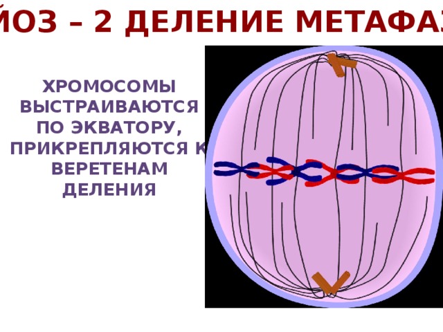 Экватор клетки