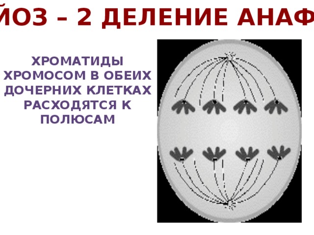 Мейоз – 2 деление анафаза Хроматиды хромосом в обеих дочерних клетках расходятся к полюсам 