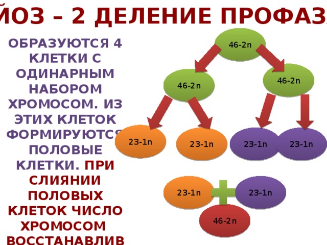 Мейоз – 2 деление профаза 46-2n Образуются 4 клетки с одинарным набором хромосом. Из этих клеток формируются половые клетки. при слиянии половых клеток число хромосом восстанавливается 46-2n 46-2n 23-1n 23-1n 23-1n 23-1n 23-1n 23-1n 46-2n 