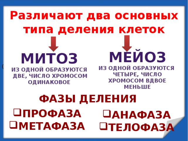 Различают два основных типа деления клеток   ( мейоз Из одной образуются четыре, число хромосом вдвое меньше Митоз Из одной образуются две, число хромосом одинаковое Фазы деления Профаза метафаза анафаза телофаза 