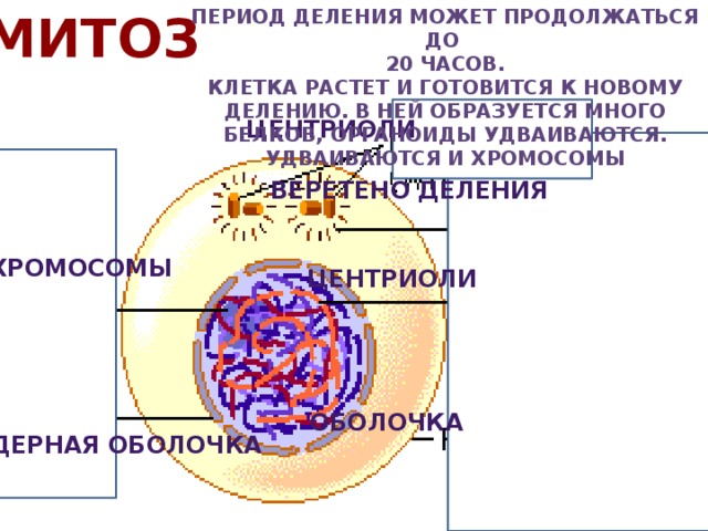 Одна из фаз деления клетки 7 букв. Назовите Тип и фазу деления.