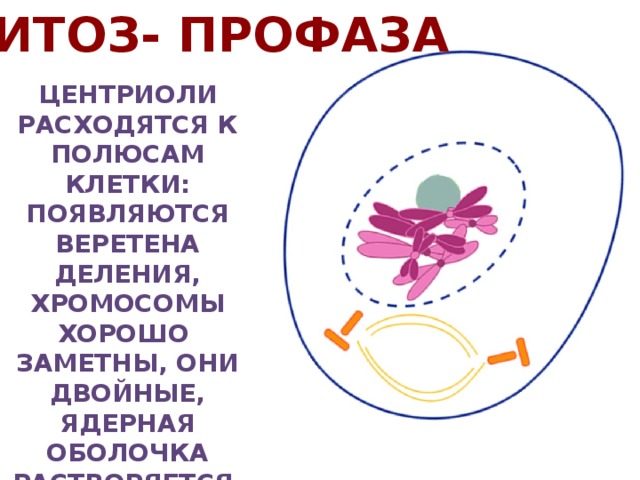 МИТОЗ- профаза Центриоли расходятся к полюсам клетки: появляются веретена деления, хромосомы хорошо заметны, они двойные, ядерная оболочка растворяется, ядрышко исчезает 