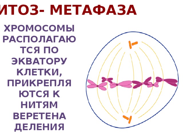 Экватор клетки