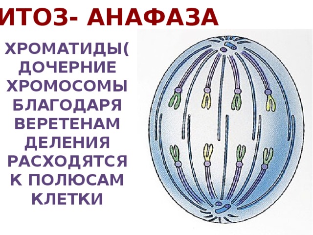 Дочерние хромосомы в митозе. Дочерние хромосомы это. Дочерние хроматиды. Расхождение дочерних хроматид к полюсам. Дочерние хроматиды расходятся к полюсам.