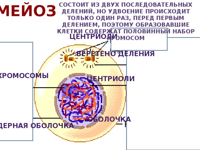 мейоз Состоит из двух последовательных делений, но удвоение происходит только один раз, перед первым делением, поэтому образовавшие клетки содержат половинный набор хромосом центриоли Веретено деления хромосомы центриоли оболочка Ядерная оболочка 