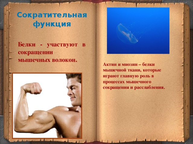 схема сокращения скелетной мышцы. какие белки участвуют в сокращении мышц. в сокращении мышечных волокон участвуют. схема мышечного сокращения биохимия. механизм сокращения и расслабления мышечного волокна.