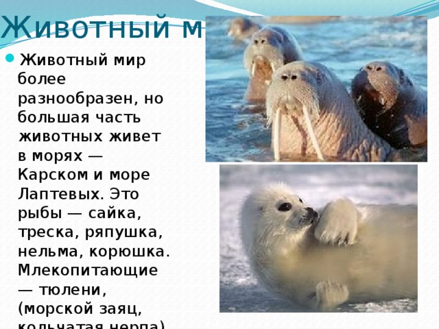 Обитатели карского моря