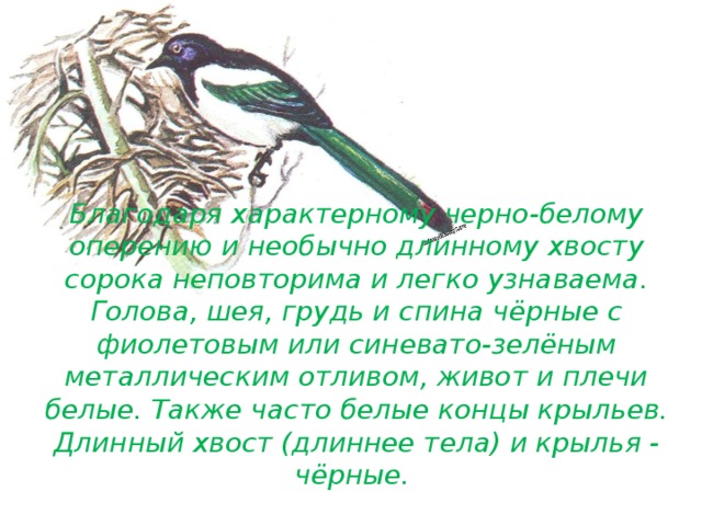 История слова сорок. Сорока краткое описание. Предложение про сороку. Текст сорока. Презентация о Сороке для детей.