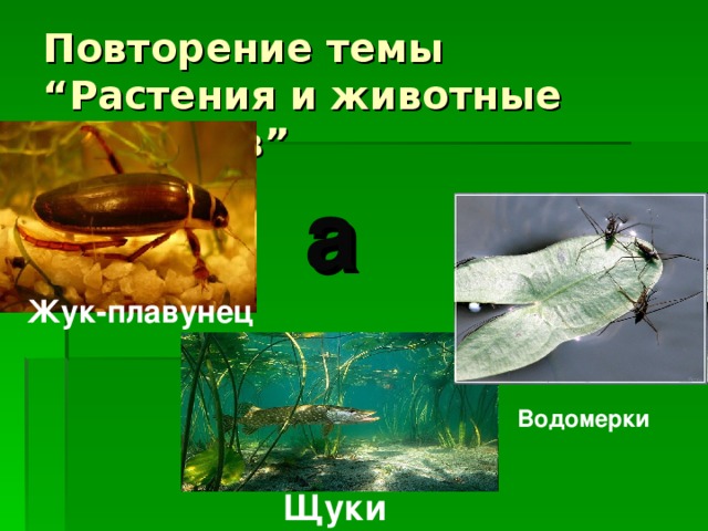Повторение темы “ Растения и животные водоемов ” а  Жук-плавунец Водомерки Щуки 