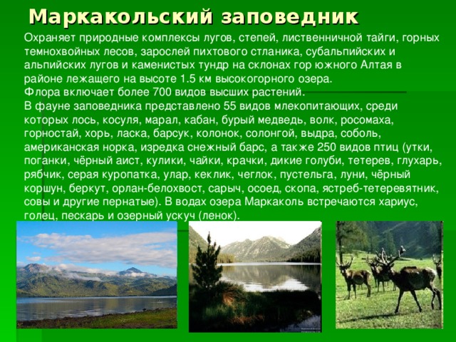 Маркакольский заповедник Охраняет природные комплексы лугов, степей, лиственничной тайги, горных темнохвойных лесов, зарослей пихтового стланика, субальпийских и альпийских лугов и каменистых тундр на склонах гор южного Алтая в районе лежащего на высоте 1.5 км высокогорного озера. Флора включает более 700 видов высших растений. В фауне заповедника представлено 55 видов млекопитающих, среди которых лось, косуля, марал, кабан, бурый медведь, волк, росомаха, горностай, хорь, ласка, барсук, колонок, солонгой, выдра, соболь, американская норка, изредка снежный барс, а также 250 видов птиц (утки, поганки, чёрный аист, кулики, чайки, крачки, дикие голуби, тетерев, глухарь, рябчик, серая куропатка, улар, кеклик, чеглок, пустельга, луни, чёрный коршун, беркут, орлан-белохвост, сарыч, осоед, скопа, ястреб-тетеревятник, совы и другие пернатые). В водах озера Маркаколь встречаются хариус, голец, пескарь и озерный ускуч (ленок). 