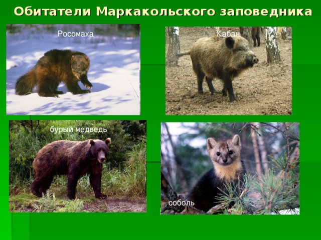 Обитатели Маркакольского заповедника Росомаха Кабан бурый медведь соболь 