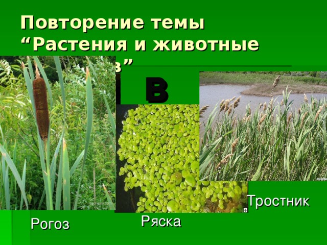 Повторение темы “ Растения и животные водоемов ”  в  Кувшинка Тростник Ряска Рогоз 