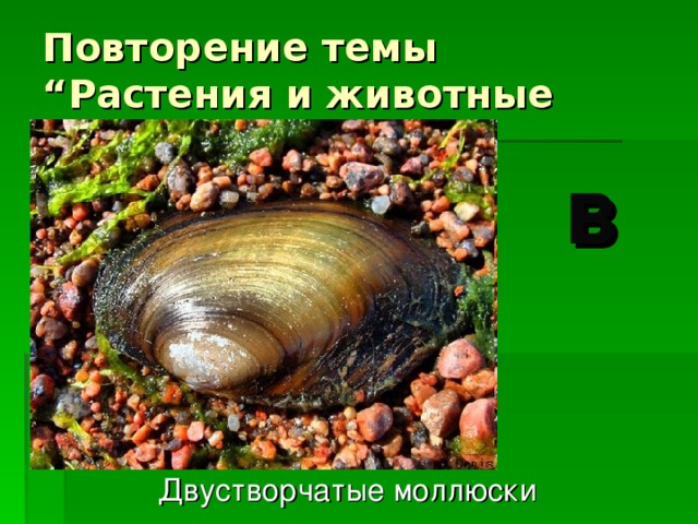 Повторение темы “ Растения и животные водоемов ” в  Двустворчатые моллюски 
