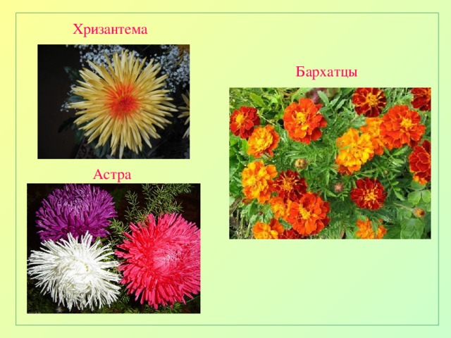 Чем отличается хризантема от хризантемы. Георгины семейство Сложноцветные. Хризантемы, бархатцы, астры.