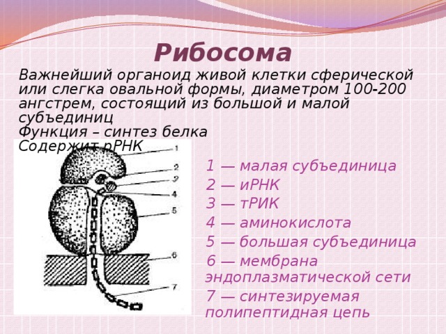 Органоид синтез. Рибосома функция органоида. Рибосомы строение и функции. Строение органоида рибосомы. Структура органоидов рибосом.