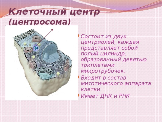 Клеточный центр рисунок