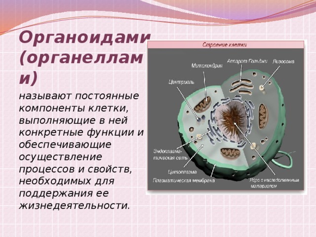 Рассмотрите рисунок 6 назовите органоиды клетки и их функции