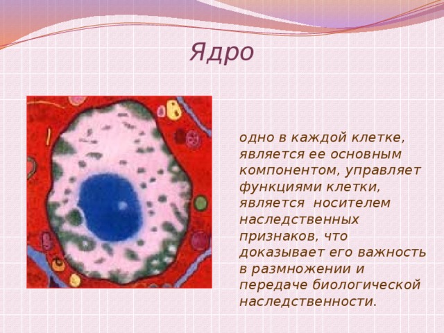 Ядро клетки компоненты. Ядро в клетках тканей. Ядра нет в клетках. Кто открыл ядро клетки. Клетки у которых нет ядра.