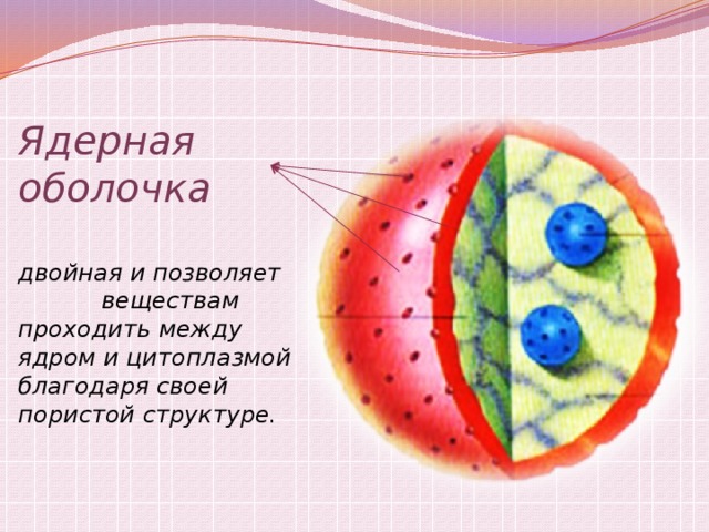 Ядерная оболочка. Оболочка ядра. Ядерная оболочка ядра. Оболочка ядра клетки.