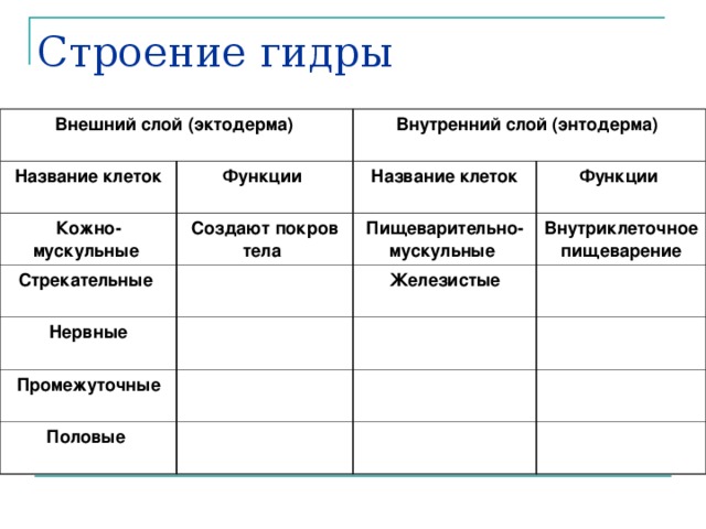 Тип клеток слой клеток функция клеток