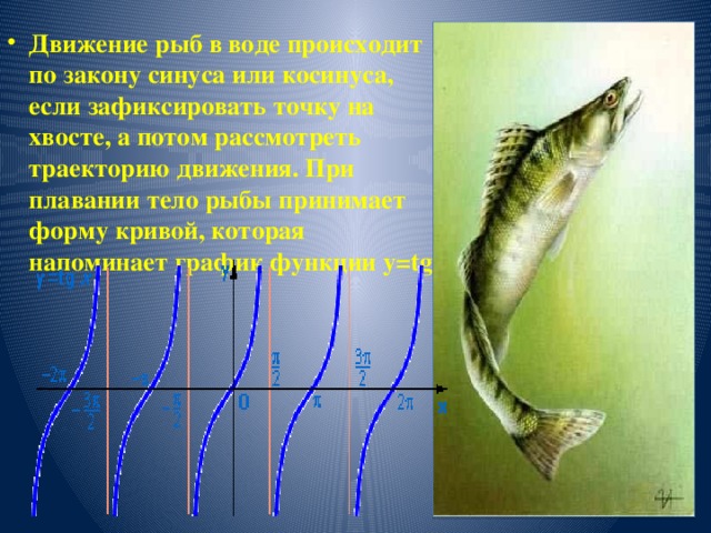 Движение рыб в воде происходит по закону синуса или косинуса, если зафиксировать точку на хвосте, а потом рассмотреть траекторию движения. При плавании тело рыбы принимает форму кривой, которая напоминает график функции y=tgx 