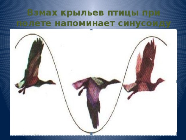 Взмах крыльев птицы при полете напоминает синусоиду 