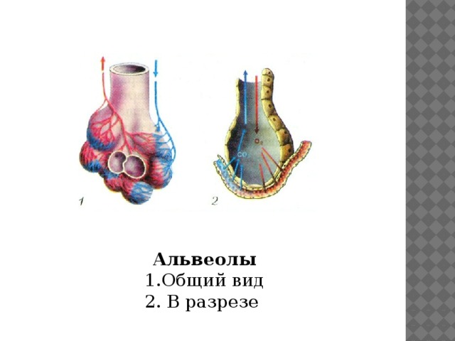 Альвеолы на картинке