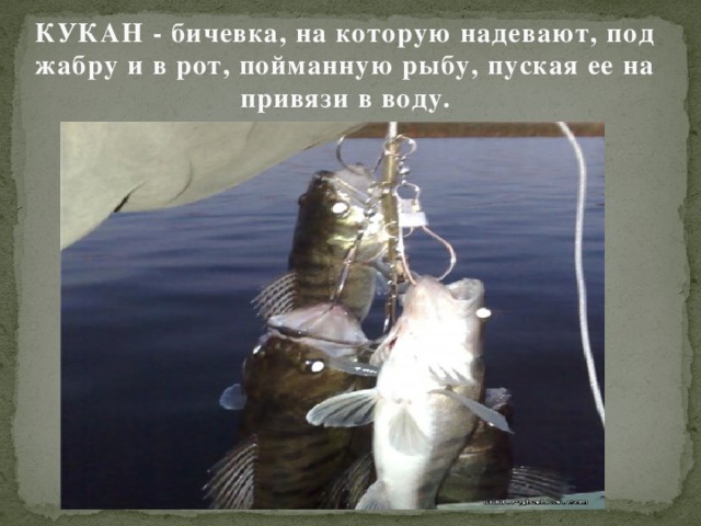 КУКАН - бичевка, на которую надевают, под жабру и в рот, пойманную рыбу, пуская ее на привязи в воду.  