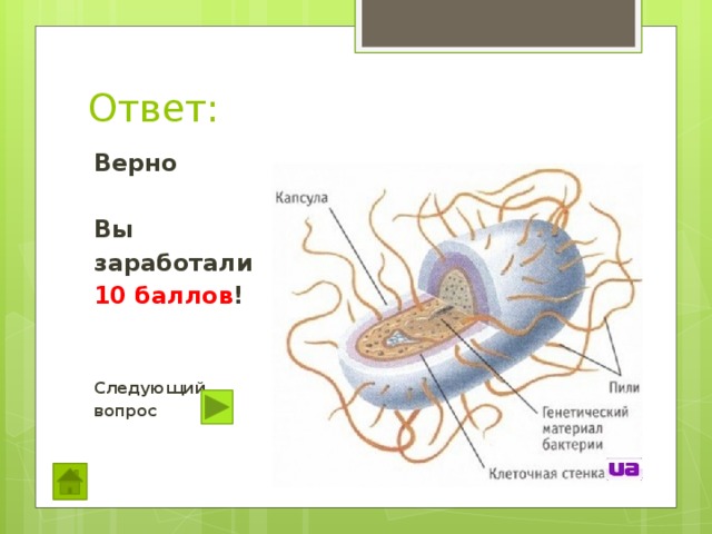 Ответ: Верно  Вы заработали 10 баллов !   Следующий вопрос 