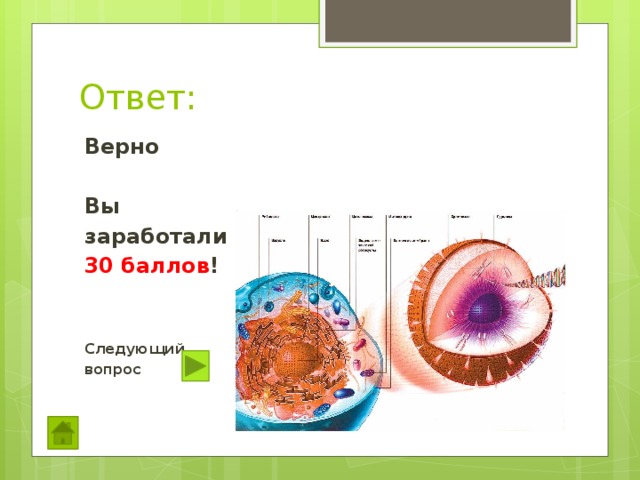 Ответ: Верно  Вы заработали 30 баллов !   Следующий вопрос  