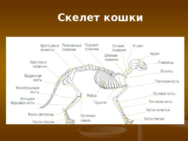 Скелет кошки 