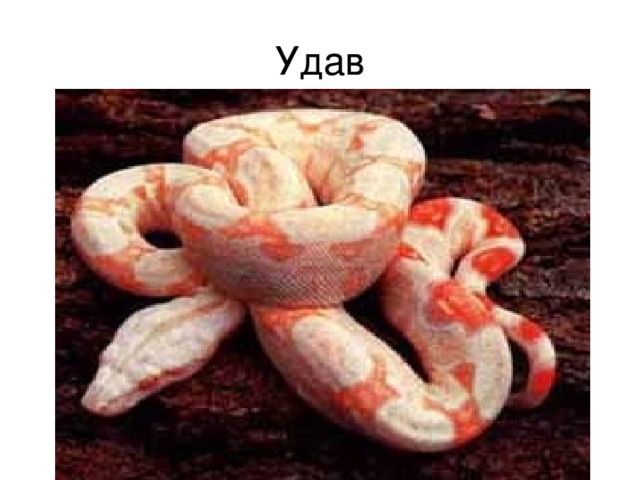 Боа 4 буквы. Удаф. Розовополосый удавчик.