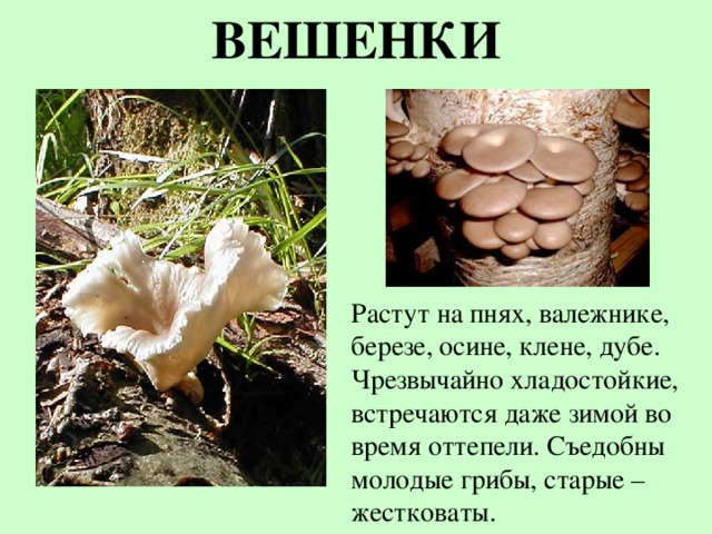 Грибы вешенка в розницу! - купить в Александровке, цена 150 руб., продано 11 дек