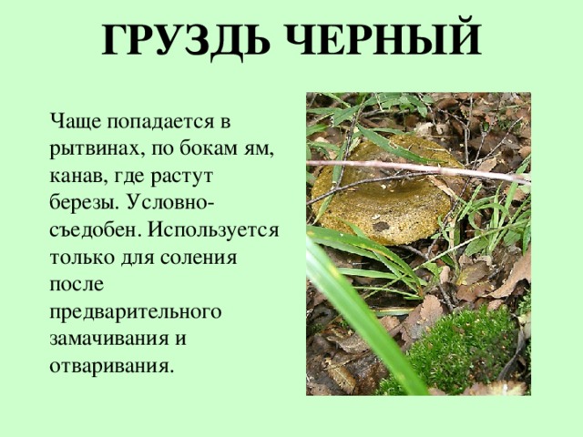 Как выглядит черный груздь фото и описание